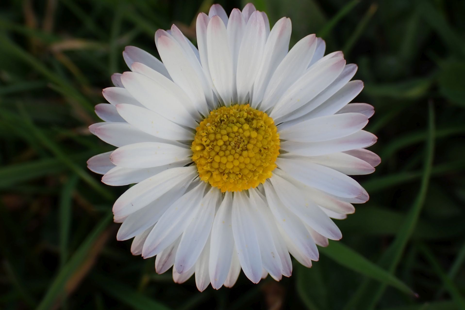 Nationale bloem